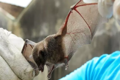 CCZ confirma décimo caso de morcego com raiva em Campo Grande