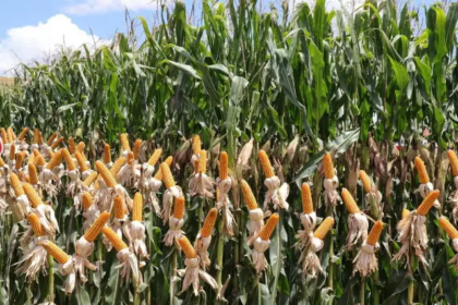 Safrinha de milho cresce 68% e Mato Grosso do Sul colhe safra recorde