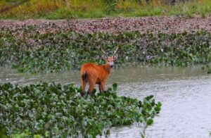 MapBiomas reforça colapso hídrico no Pantanal, com pior cenário em 40 anos